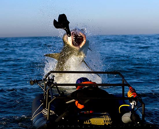 Tubarão ataca no ar em cena de "Predador Aéreo"