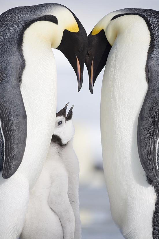 Casal de pinguins toma conta de filhote