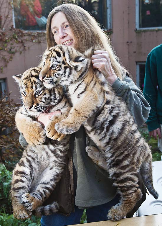 Tratadora carrega os dois filhotes de tigre 