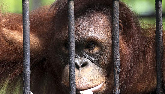 Orangotango é visto antes de ser libertado em parque nacional