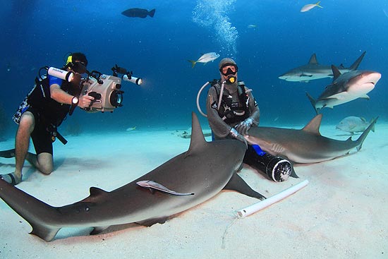 Mergulhadora desenvolve técnica para 'adormecer' tubarões
