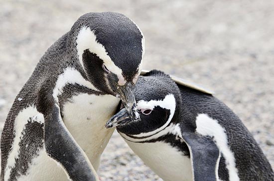 Pinguins-de-magalhães se abraçam em praia na Argentina