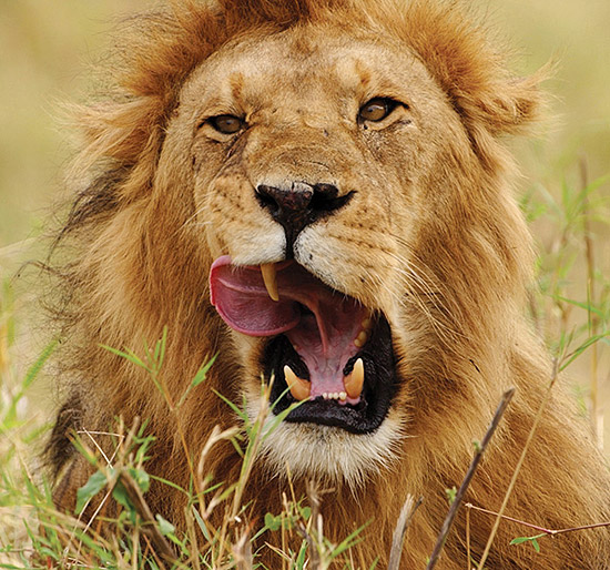Aqui, Weiss - que também dirige a ONG conservacionista Wildize - capturou o bocejo de um leão em Maasai Mara, no Quênia