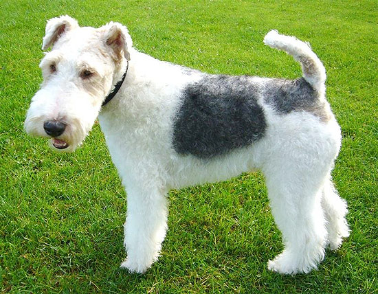 Este é um exemplar de fox terrier de pelo duro