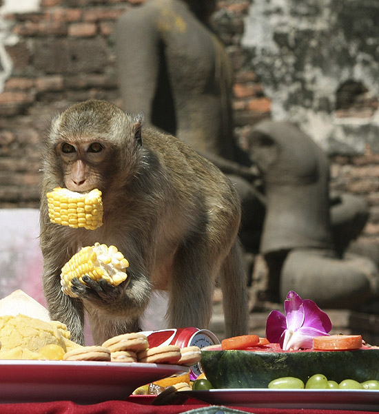 Macacos que comem, templo em tailândia.