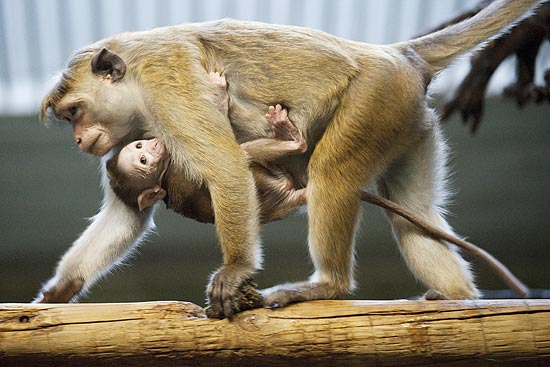 O bebê de cinco semanas não desgrudou da mãe