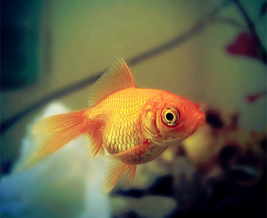 Exemplar de peixe dourado 