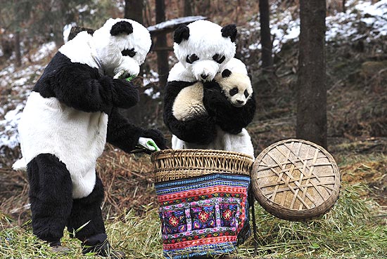Pesquisadores se fantasiam de panda para interagirem com filhote