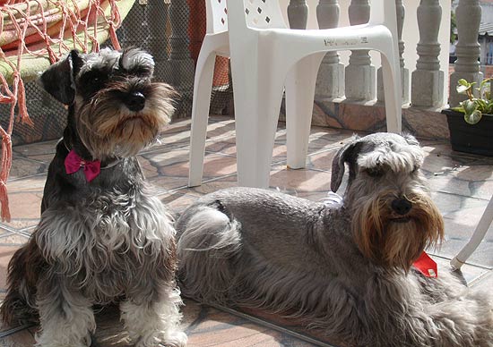 O casal de schnauzers Kevin e Khloé