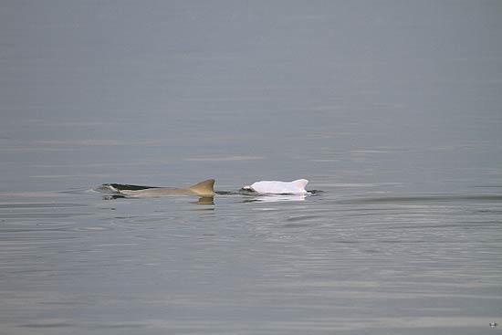 Golfinho albino foi registrado no litoral de Santa Catarina