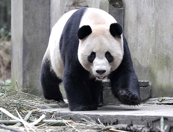 Yang Guang em volta dos bambus que lhe servirão de almoço