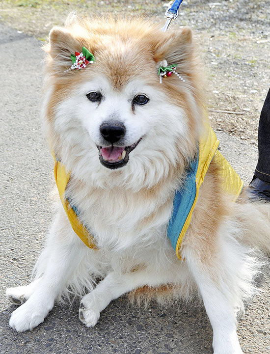 Pusuke, o cachorro mais velho do mundo, em foto tirada em dezembro de 2010