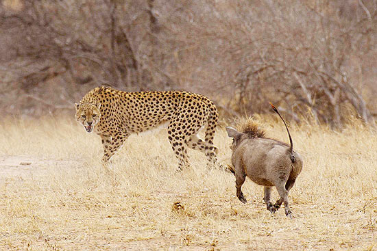 O felino conseguiu chegar bem perto do javali, mas ele decidiu virar o jogo e começou a perseguir o guepardo