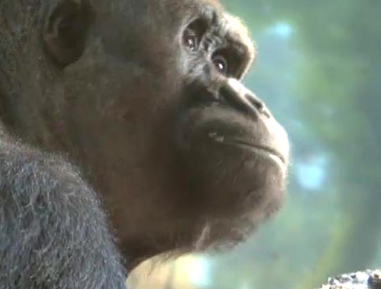 Casamento 'arranjado' de gorilas em zoo tem fim trágico nos EUA 