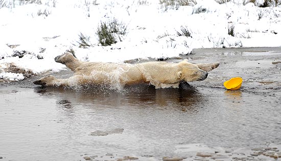 Urso polar completa três anos nesta quarta (7)