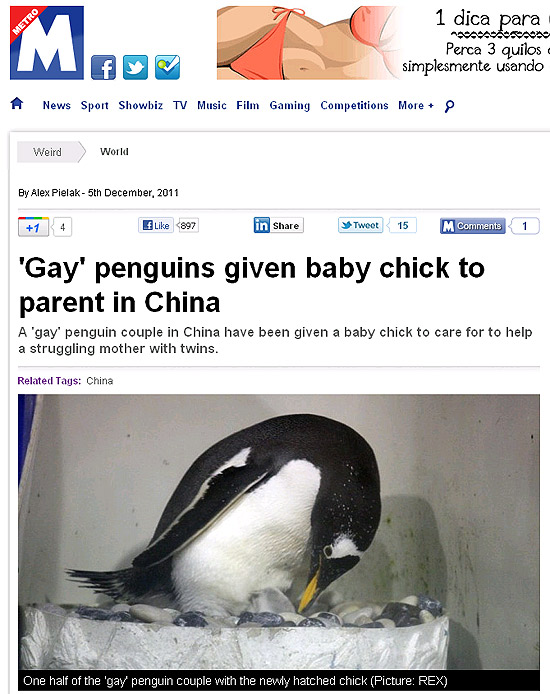 Um dos pinguins "gays" choca o ovo do seu futuro filhote