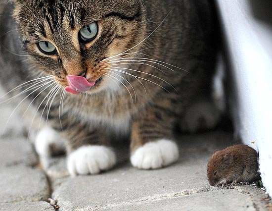 Ratinho não se intimida com a proximidade do gato