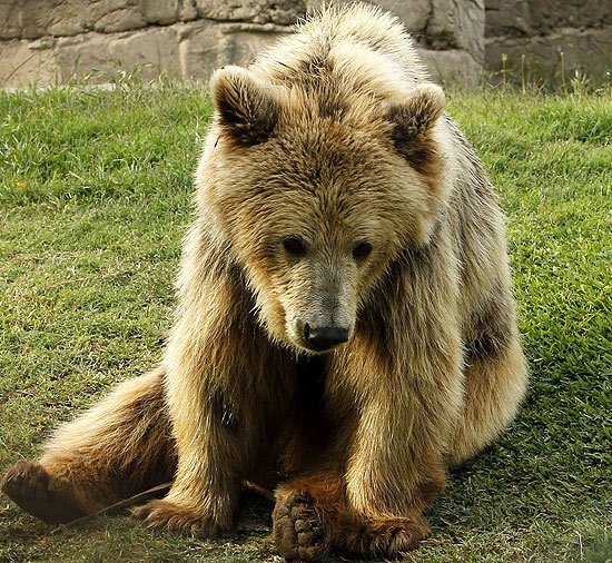 Urso pardo por que estás triste?