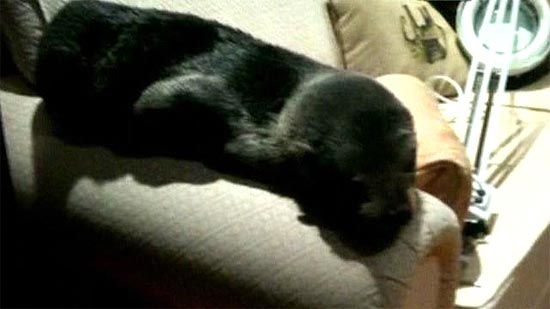 Neo-zelandesa encontrou um filhote de foca descansando no sofá