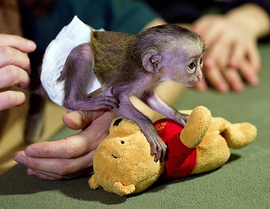 Macaquinho brinca com ursinho de pelúcia