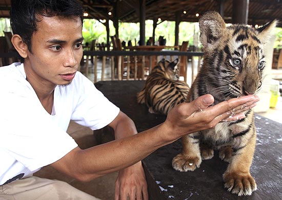 tratador alimenta filhote de tigre de Bengala