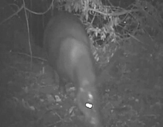 Pesquisadores fazem vídeo raro de hipopótamo-pigmeu 