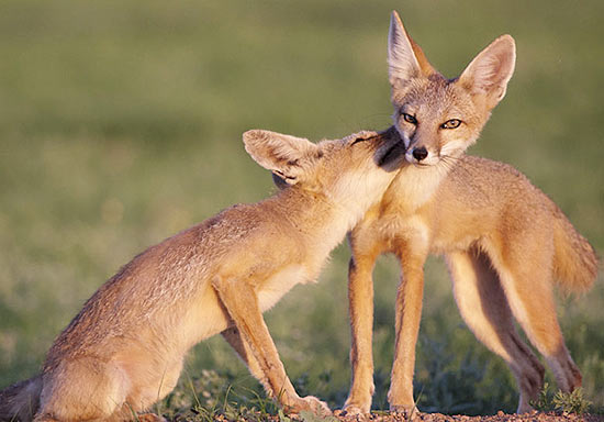 Krista Schlyer fotografou animais encontrados na fronteira entre EUA e México