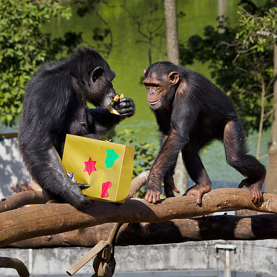 ChimpanzÉs do Zoologico de Sao Paulo interagem com seus presentes de Natal