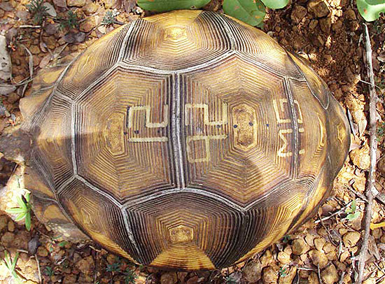 Tartarugas raras são 'tatuadas' para evitar tráfico; veja outras fotos