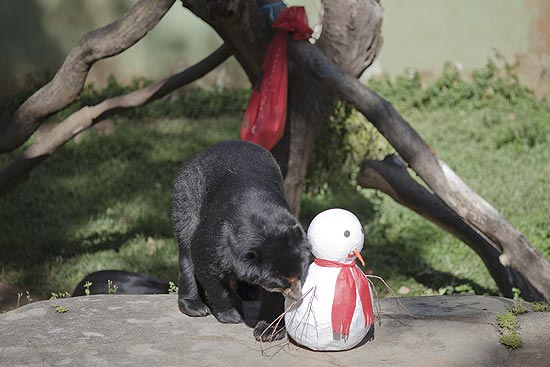 O urso-de-oculos Bob abre uma pinata em forma de boneco de neve, recheada de frutas