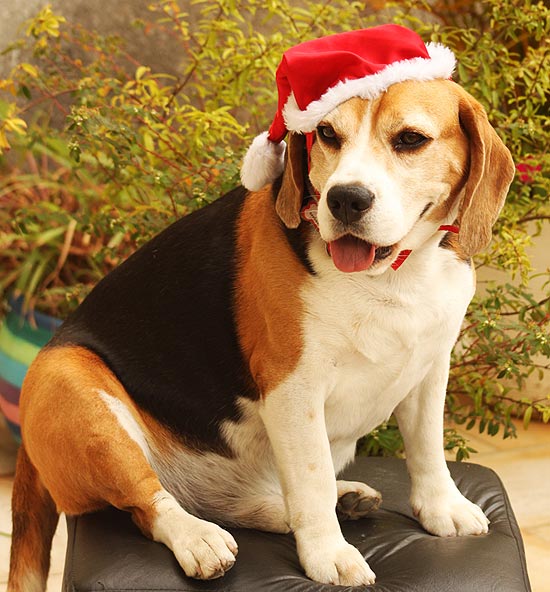 Lot não suportou muito tempo o gorro de Papai Noel na cabeça