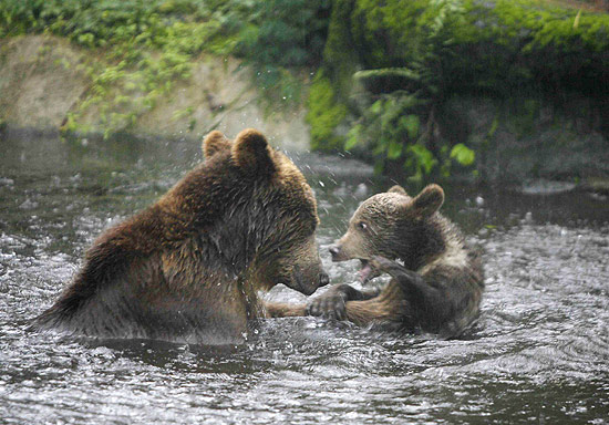 Mamãe urso e filhote brincam em lago na Indonésia