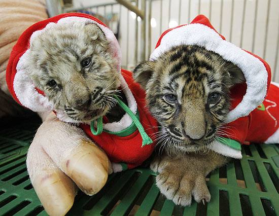 Filhotes de tigre são vestidos de Papai Noel na Tailândia