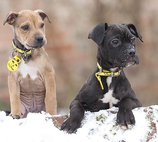 Filhotes deixados na neve ilustram campanha contra abandono de cães após Natal
