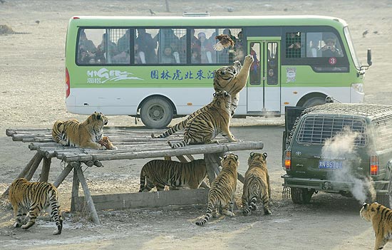 Tigres tentam capturar galinha em parque na Sibéria