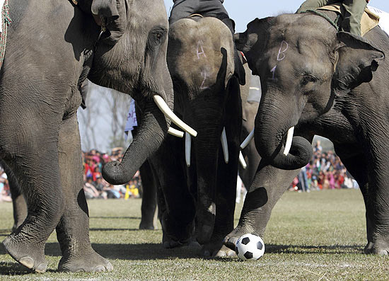 Elefantes disputam a bola em partida de futebol