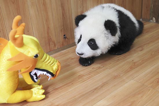 Panda observa desconfiado o dragão de brinquedo
