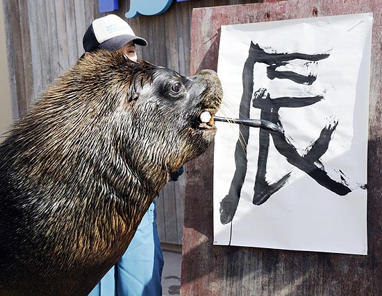 Leão marinho desenha o ideograma chinês correspondente à palavra "dragão"