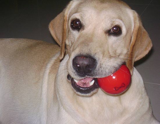 Rocky não desgruda de sua bolinha vermelha