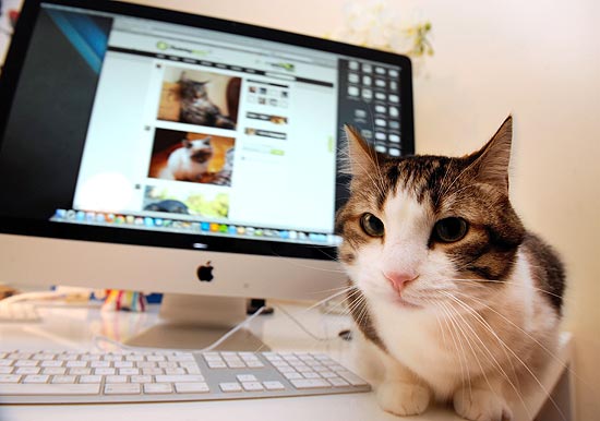 O gatinho Leo posa em frente ao computador, com a rede YummiPets aberto