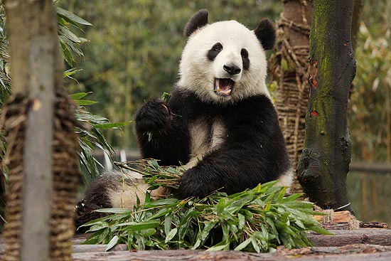 Panda come bambu em seu novo recinto