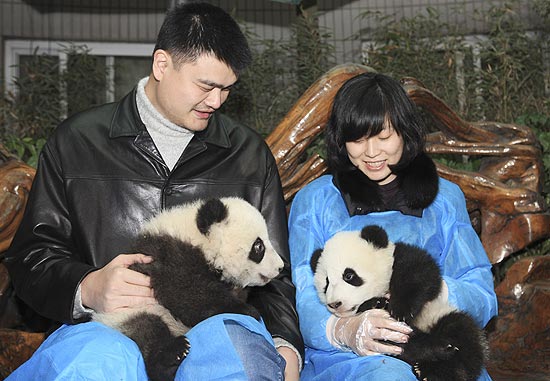 O ex-jogador da NBA, Yao Ming e sua mulher, Ye brincam com filhotes de panda. Eles foram ao local para o anúncio da área semi-selvagem