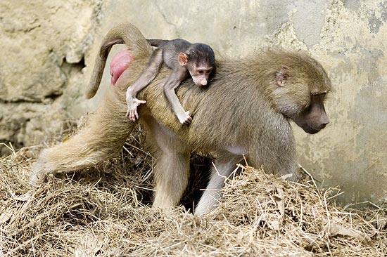 Filhote de babuíno nas costas da mamãe