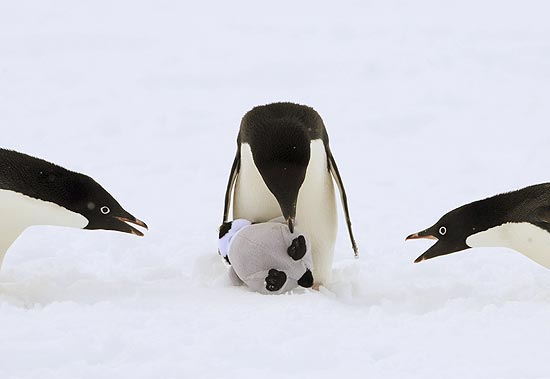 Pinguins ganharam bichinho de pelúcia de exploradores