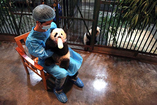 Tratadora alimenta panda com mamadeira na China