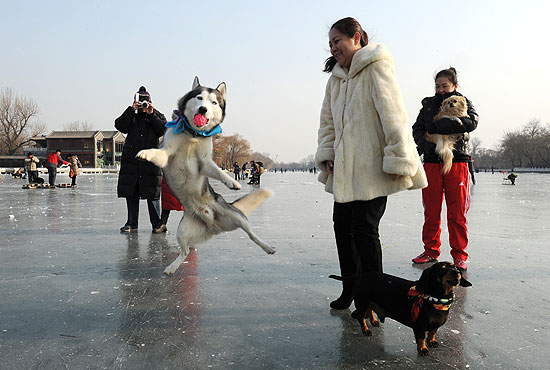 O husky Hali agarra bolinha em dia de brincadeiras