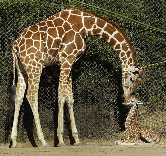 Mamãe girafa faz carinho em filhote