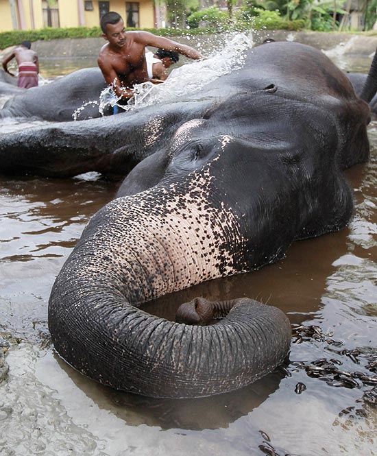 Elefante ganha banho e aproveita para descansar, no Sri Lanka