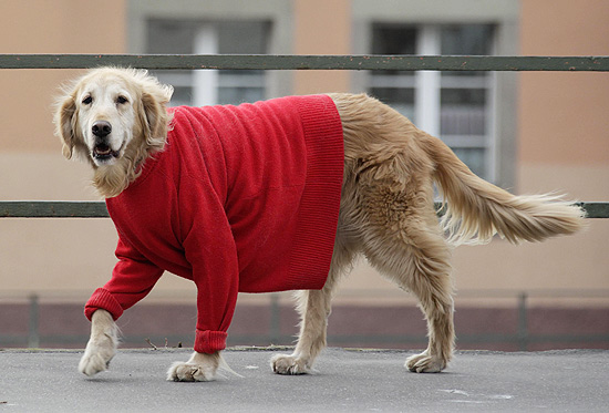 Cachorro passeia com suéter em dia frio