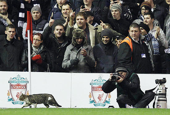 Gato entrou em partida do Liverpool